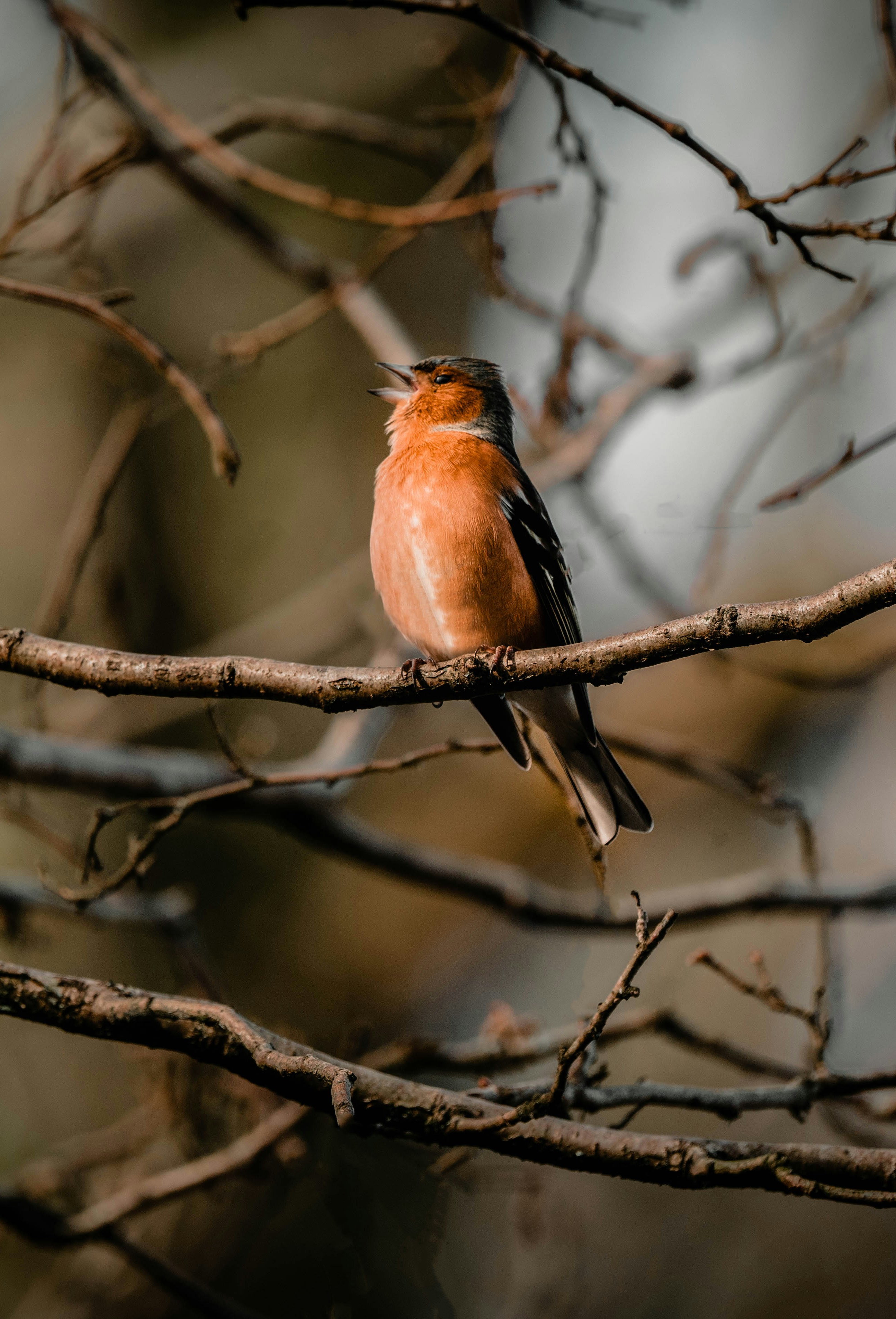 brown and black bird on brown tree branch